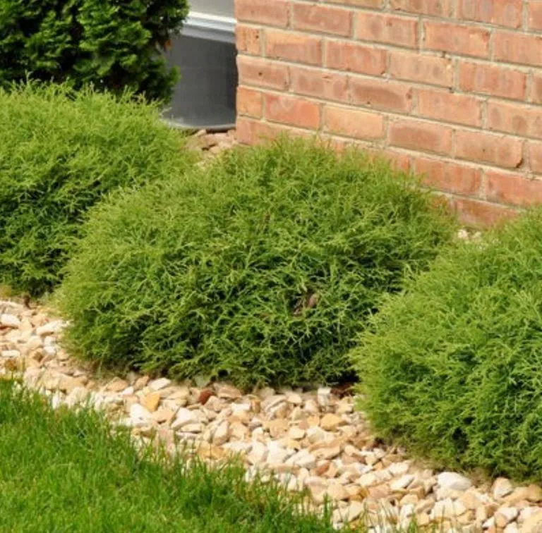 #2 arborvitae mr. bowling ball