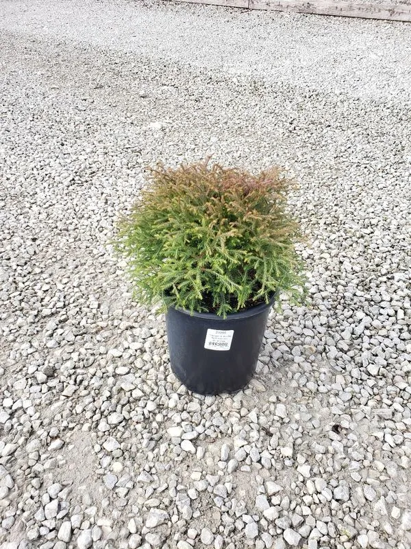 #2 arborvitae mr. bowling ball