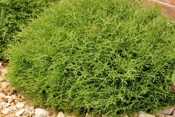 #2 arborvitae mr. bowling ball