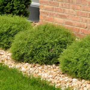 #3 arborvitae mr. bowling ball