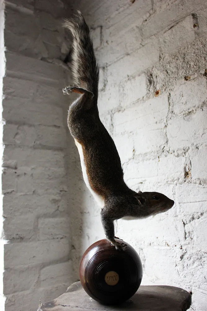 A Contemporary Taxidermy Squirrel Mounted on an Edwardian Period Bowling Bowl