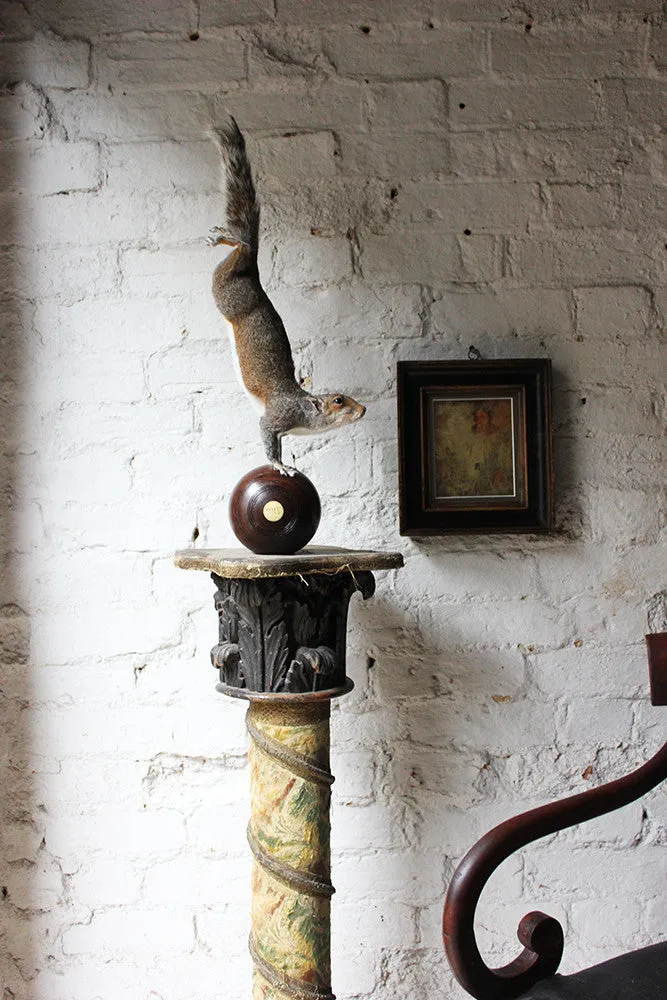 A Contemporary Taxidermy Squirrel Mounted on an Edwardian Period Bowling Bowl