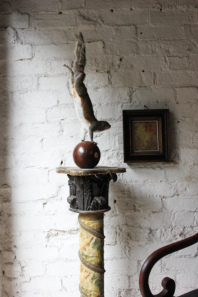 A Contemporary Taxidermy Squirrel Mounted on an Edwardian Period Bowling Bowl