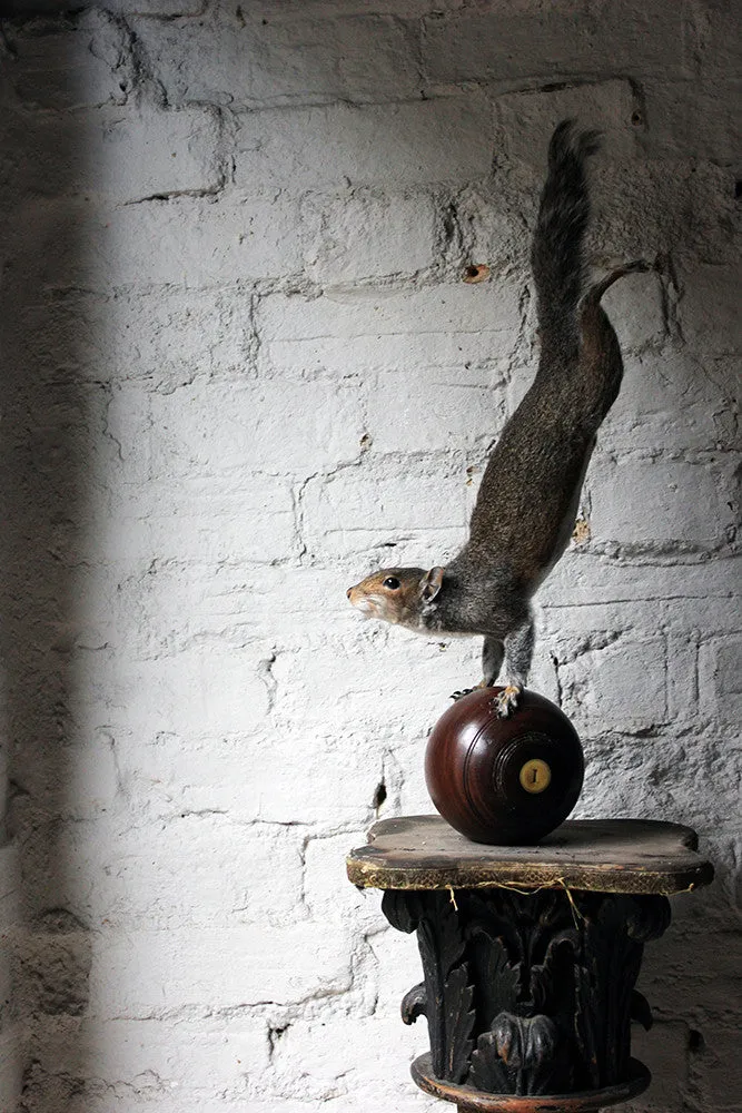 A Contemporary Taxidermy Squirrel Mounted on an Edwardian Period Bowling Bowl