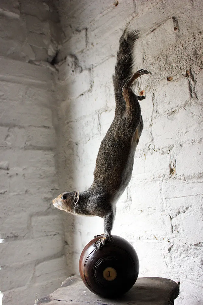 A Contemporary Taxidermy Squirrel Mounted on an Edwardian Period Bowling Bowl