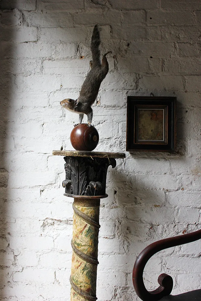 A Contemporary Taxidermy Squirrel Mounted on an Edwardian Period Bowling Bowl