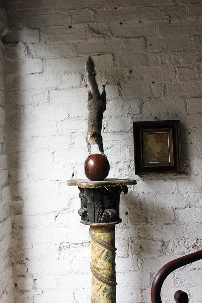 A Contemporary Taxidermy Squirrel Mounted on an Edwardian Period Bowling Bowl