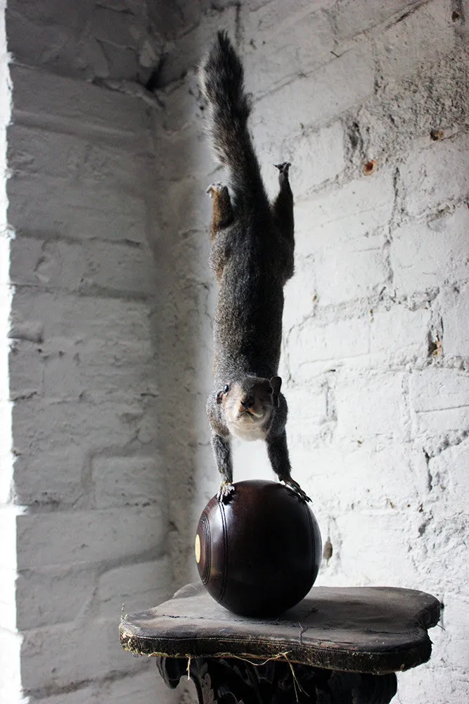 A Contemporary Taxidermy Squirrel Mounted on an Edwardian Period Bowling Bowl