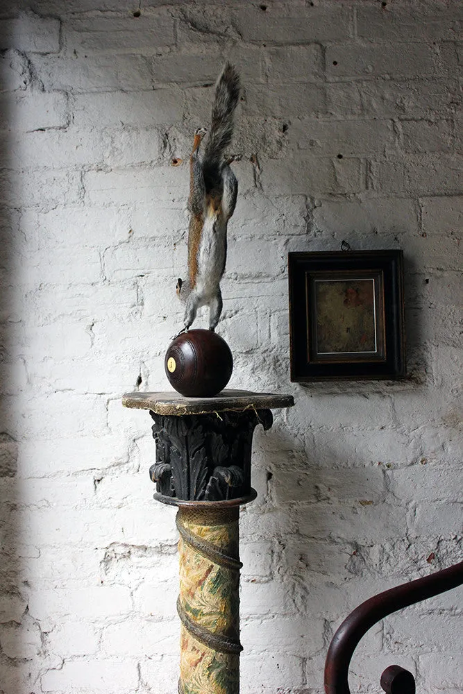 A Contemporary Taxidermy Squirrel Mounted on an Edwardian Period Bowling Bowl