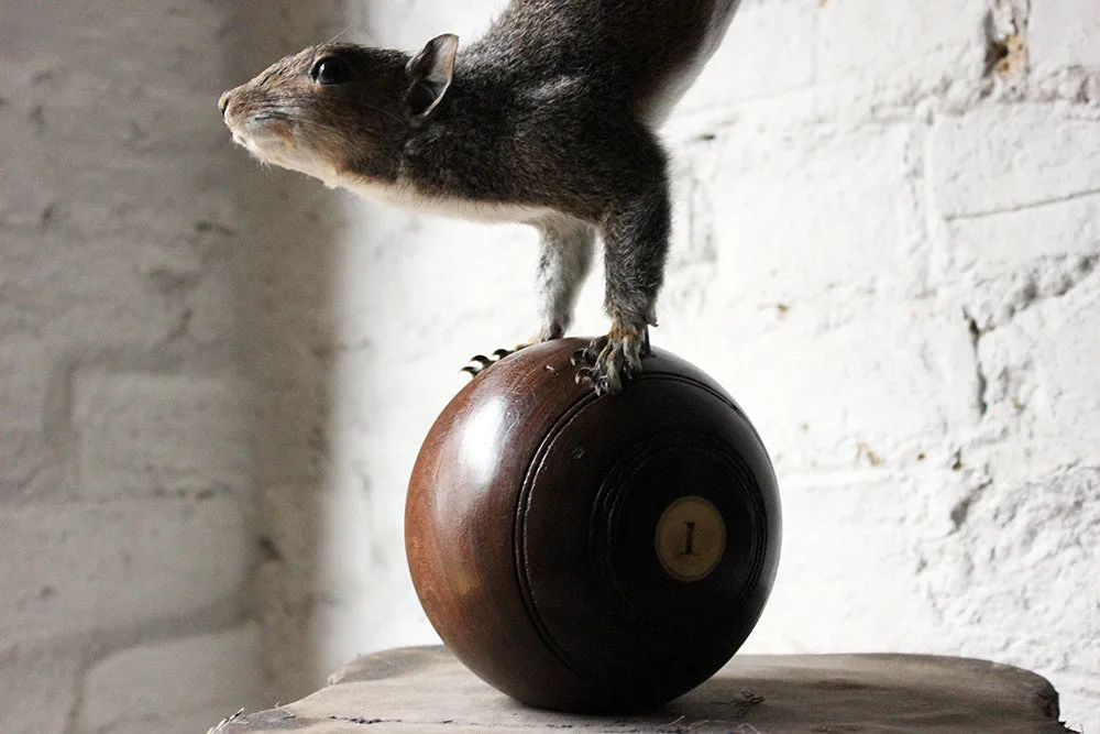 A Contemporary Taxidermy Squirrel Mounted on an Edwardian Period Bowling Bowl