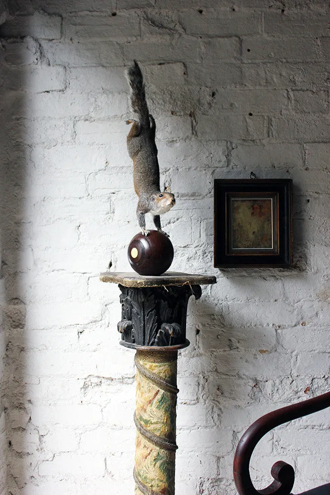 A Contemporary Taxidermy Squirrel Mounted on an Edwardian Period Bowling Bowl